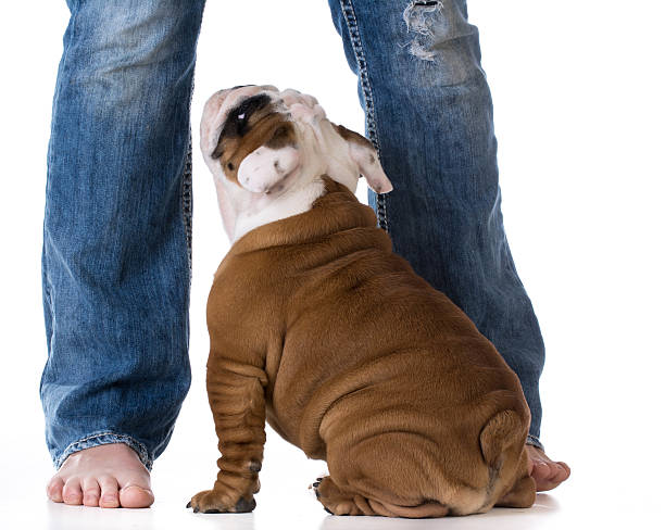 istock woman and her dog 481401820