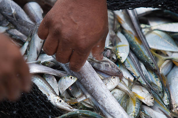 istock Catch of the day 481402075
