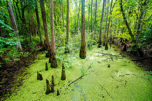 istock Lush green swamp and tropical forest scene 481403978
