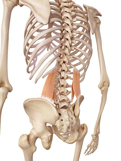 istock the quadratus lumborum 481404334
