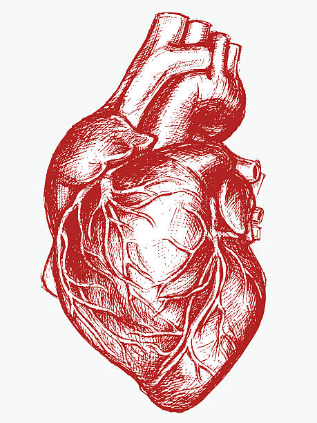 Human Heart Drawing line work Human Heart Drawing line work Vector for use. human heart sketch stock illustrations