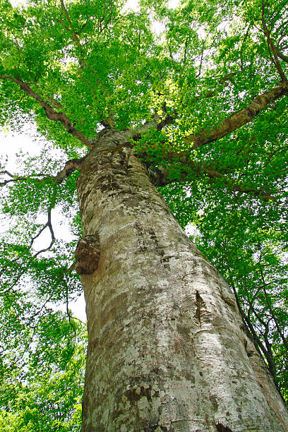 istock Mother tree in Shirakami-Sanchi 481404471