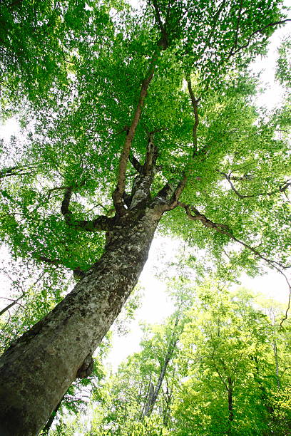 istock Mother tree in Shirakami-Sanchi 481404549
