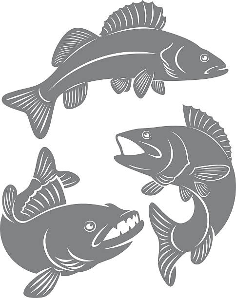 ryby grzęda - minnow stock illustrations