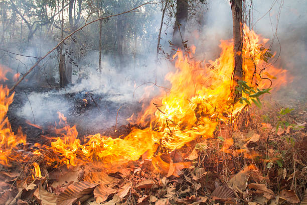 istock Destroyed by burning tropical forest ,Thailand 481404965