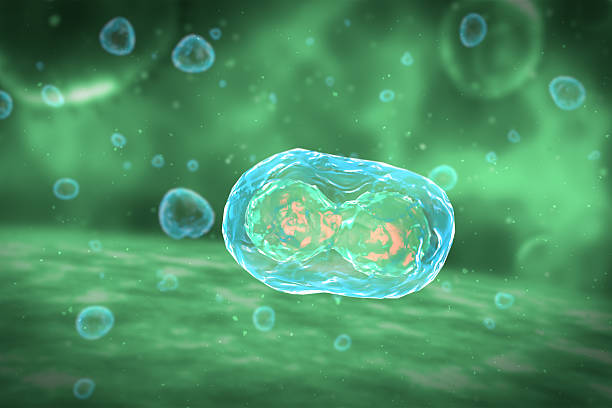 istock Cell Division Stages of Mitosis 481404988