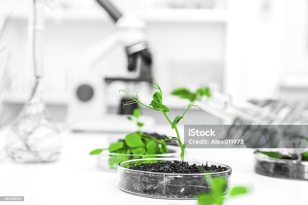 Ecology laboratory. Genetically modified plant tested in petri dish .Ecology laboratory.  Agriculture Stock Photo