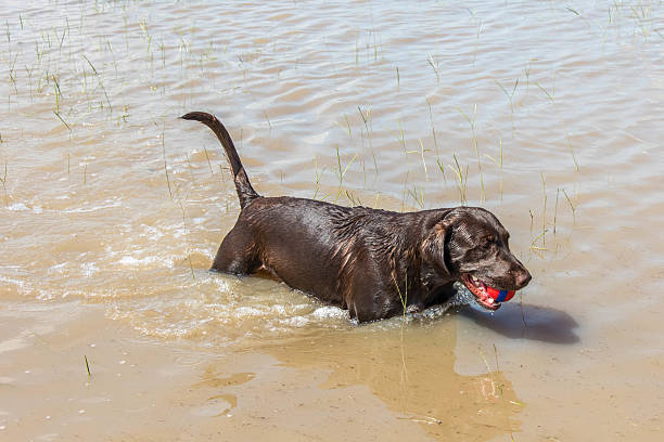istock Houston, Texas - dogs playing in standing flood waters 481405146