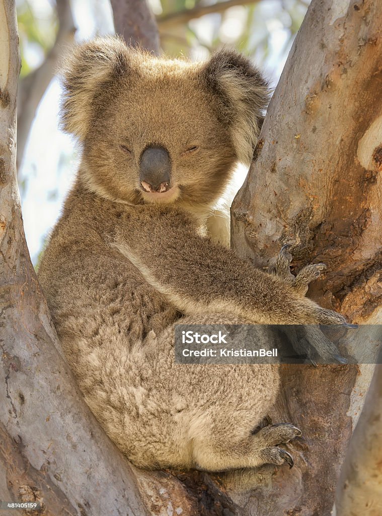 Koala snoozing en un árbol - Foto de stock de Animal libre de derechos