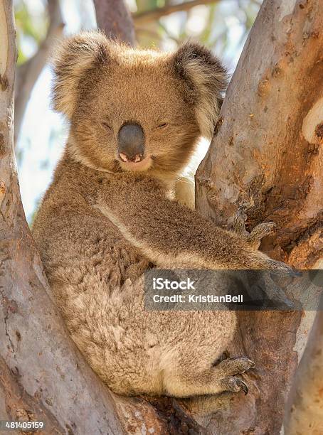 Foto de Coala Gente Em Uma Árvore e mais fotos de stock de Animal - Animal, Austrália, Coala