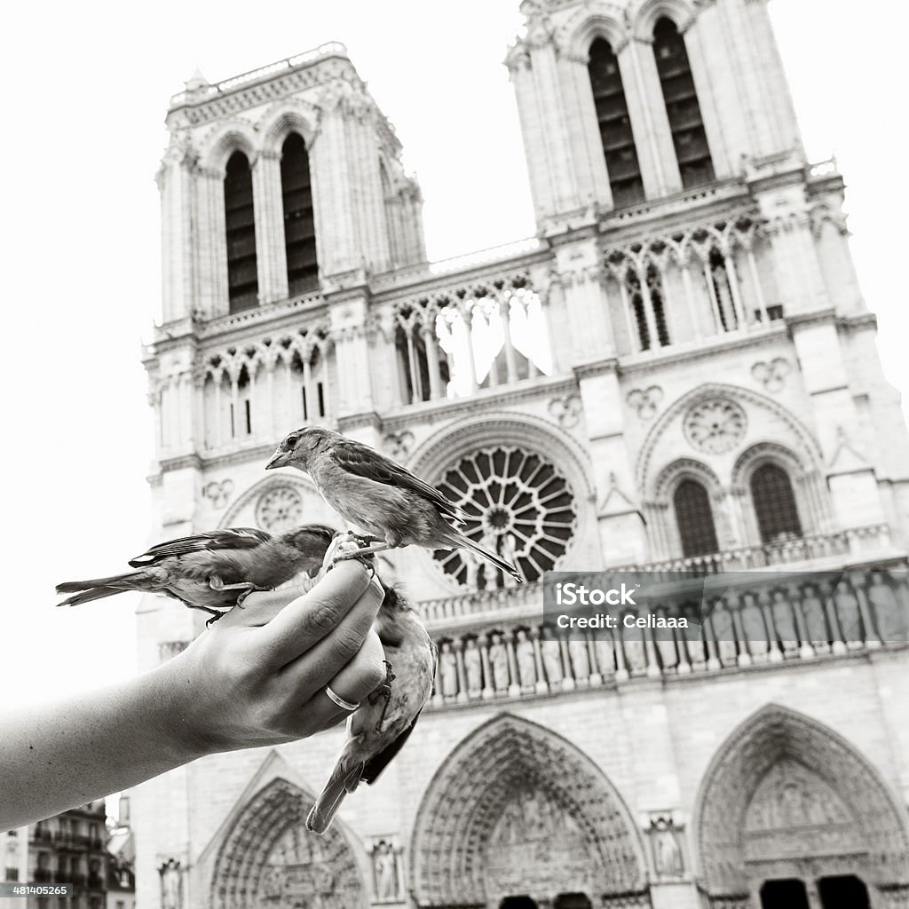 Sparrows comer fuera de mano de mujer, Notre Dame (Paris) - Foto de stock de Amor - Sentimiento libre de derechos