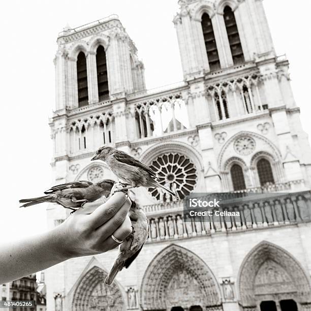 Foto de Sparrows Comer Fora De Uma Mão Da Mulher Notre Dame e mais fotos de stock de Aliança de noivado