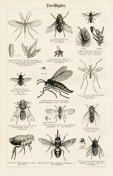 illustrazioni stock, clip art, cartoni animati e icone di tendenza di incisione 1897 insetti - engraved image fly antique housefly