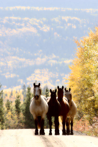 Range horses along British Columbia road