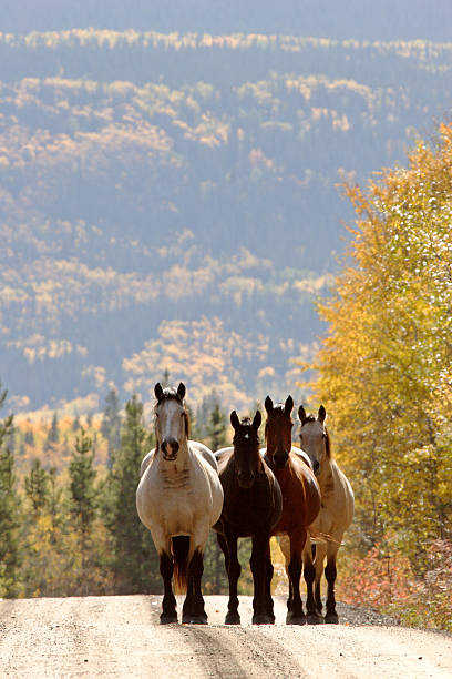istock Range horses along British Columbia road 481405965