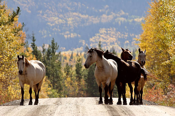 istock Range horses along British Columbia road 481406851