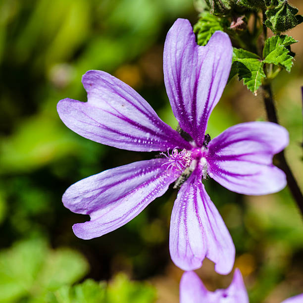 istock Mauve sylvestris 481407665