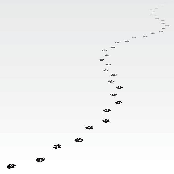 trace der hund führenden weit entfernt. - paw print stock-grafiken, -clipart, -cartoons und -symbole