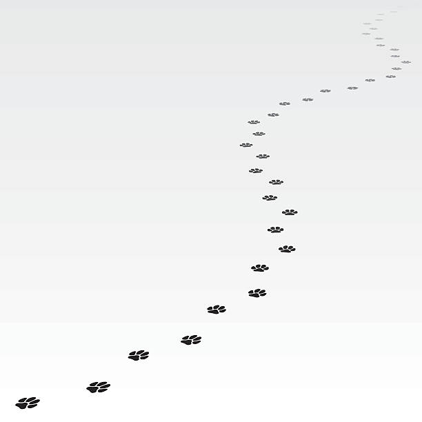 Trace of dog leading far away. vector art illustration