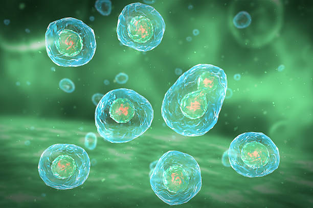 istock Cell Division Stages of Mitosis 481407938