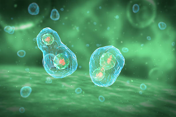 istock Cell Division Stages of Mitosis 481407942