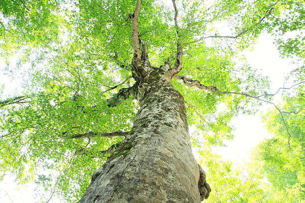 istock Mother tree in Shirakami-Sanchi 481407983
