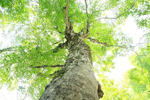 Mother tree in  Shirakami- Sanchi  (world  heritage)