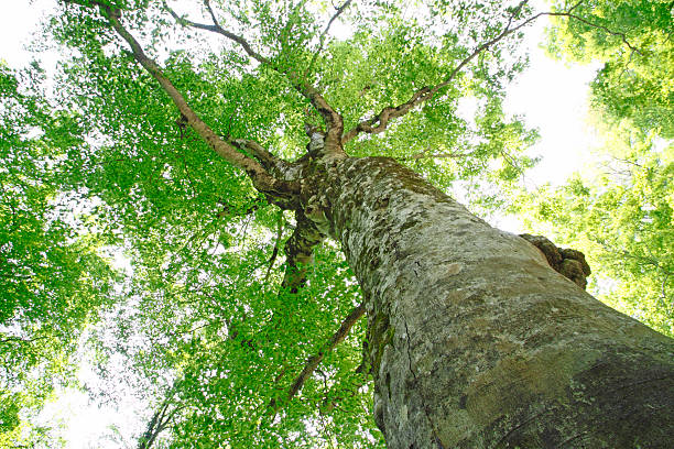 istock Mother tree in Shirakami-Sanchi 481407987