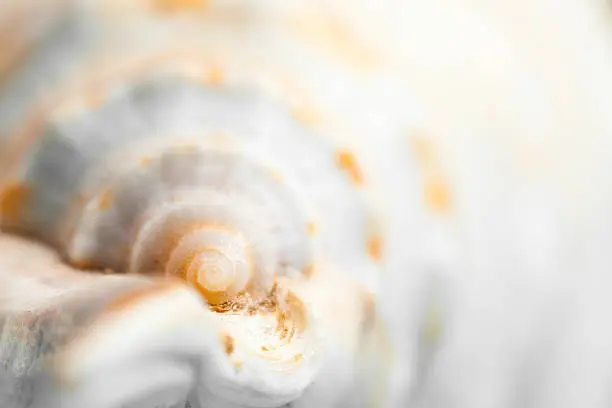 Natural spa elements - seashell with starshell. studio macro shot
