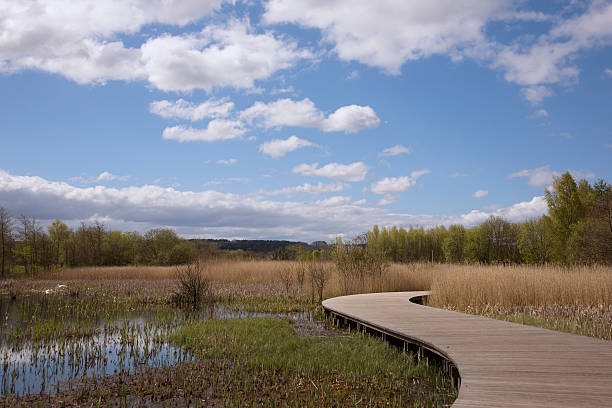 Curved boardwalk through bog stock photo