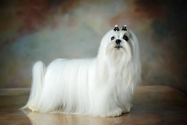 Beautiful Maltese dog stock photo