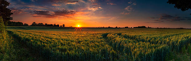 Panoramic sunset over a ripening wheat field stock photo