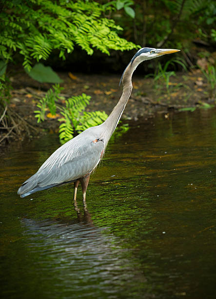 istock Vertical image of great blue heron, wading in Eightmile River. 481410058