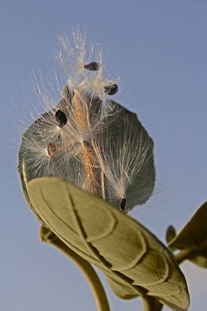 istock Seed of the Giant milkweed 481411619