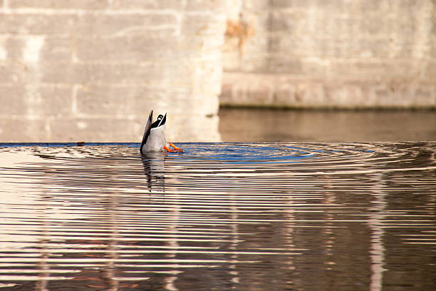 ente auf dem wasser tauchen - pike dive stock-fotos und bilder