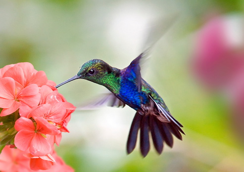 hummingbird and flower