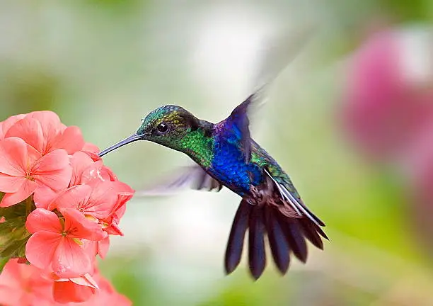 Photo of hummingbird and flower