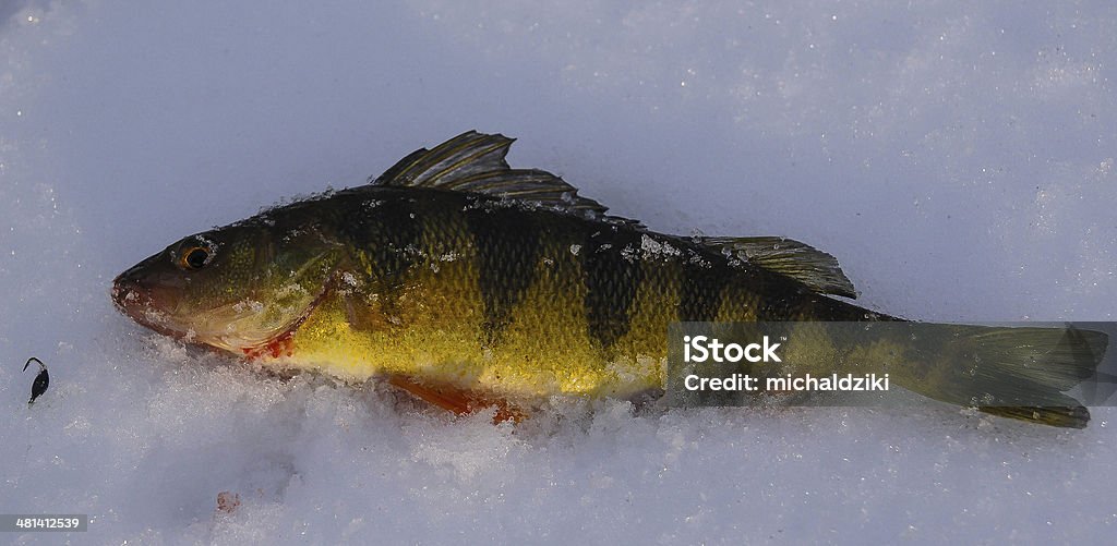 Ice perch Perch on ice Close-up Stock Photo