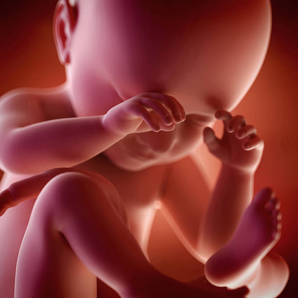 istock medical illustration 481412826
