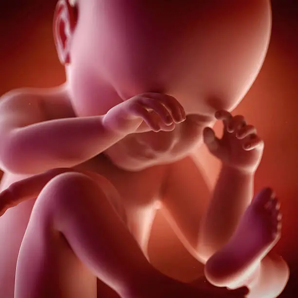 medical accurate 3d illustration of a fetus week 38