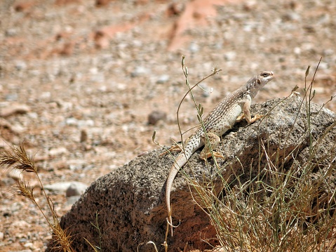Desert Iguana perched on a rock in Valley of Fire State Park, Nevada. It is about an hour outside of Las Vegas.