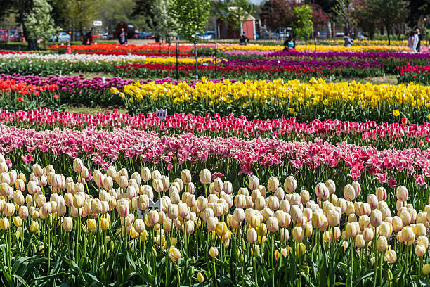 ogród tulipanów w holandii, michigan podczas festiwalu tulipan - tulip single flower flower yellow zdjęcia i obrazy z banku zdjęć