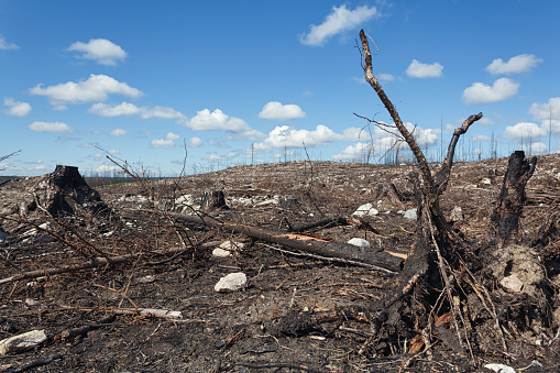 A barren and charred landscape after a large forest fire in Västmanland, Sweden.