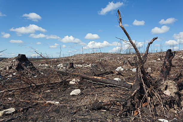 Landscape after a forest fire stock photo