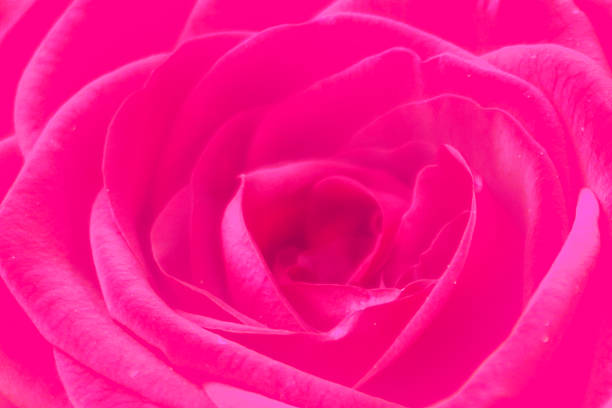 blume-rose - vibrant color part of full studio shot stock-fotos und bilder