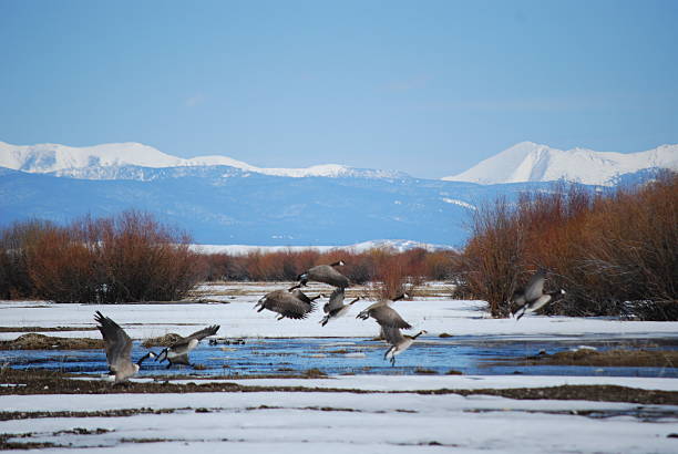 istock CANADIAN HONKERS FLYING LOW AMOUNG THE WILLOWS. 481418157