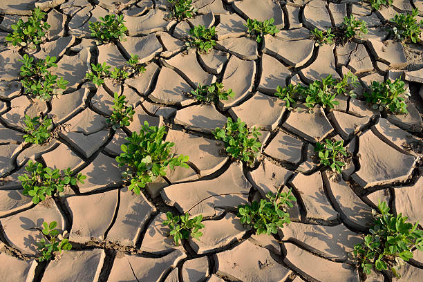 réchauffement de la planète - global warming cracked dirt earth photos et images de collection