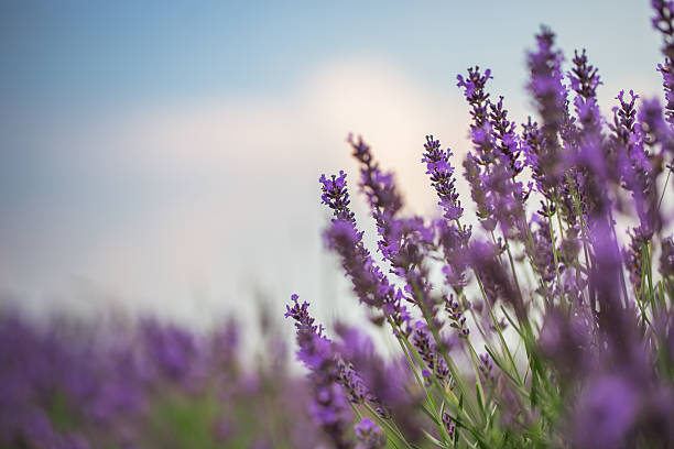 istock Lavender Field in the summer 481419206