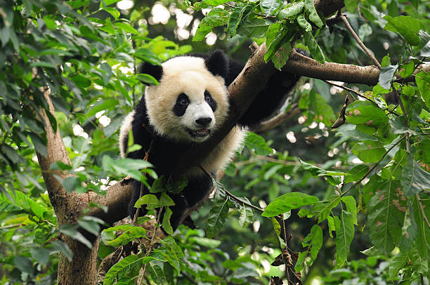 orso panda gigante nella struttura - panda outdoors horizontal chengdu foto e immagini stock