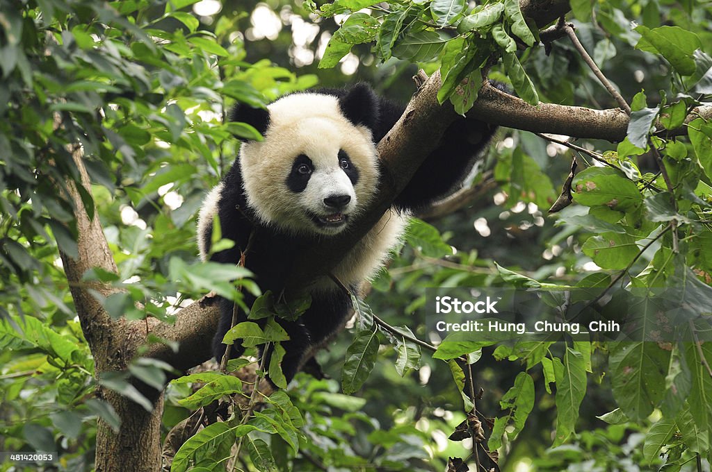 Giant panda bear in tree Panda bear are endangered and only about 1600 live in the wild. Panda - Animal Stock Photo